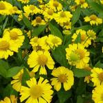 Helenium 'Tijuana Brass' - Zonnekruid