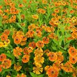 Zonnekruid - Helenium 'Waltraut'