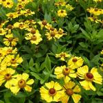 Helenium 'Zimbelstern' - Zonnekruid