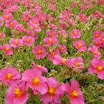 Helianthemum 'Ben Hope' - Zonneroosje