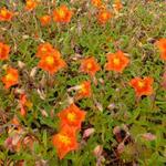 Helianthemum 'Bronzeteppich' - Zonneroosje - Helianthemum 'Bronzeteppich'