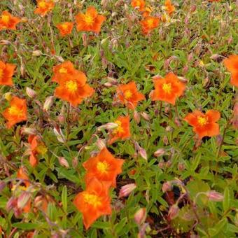 Helianthemum 'Bronzeteppich'