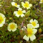 Helianthemum 'Elfenbeinglanz' - Zonneroosje