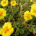 Helianthemum 'Golden Queen' - Zonneroosje