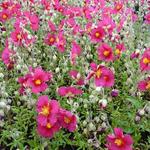 Helianthemum 'Hartswood Ruby' - Zonneroosje