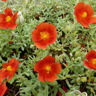 Zonneroosje - Helianthemum 'Henfield Brilliant'