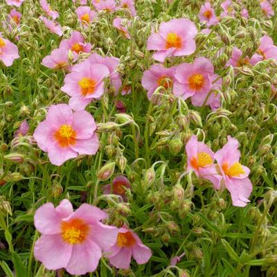 Helianthemum 'Lawrenson's Pink' - Zonneroosje