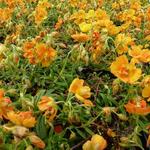 Helianthemum 'Orange Double' - Zonneroosje