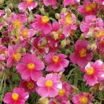 Helianthemum 'Raspberry Ripple' - Zonneroosje