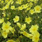 Helianthemum 'Wisley Primrose' - Zonneroosje