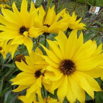 Helianthus atrorubens 'Monarch'