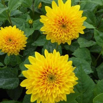 Helianthus decapetalus 'Soleil d'Or'