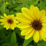 Helianthus decapetalus 'Triomphe de Gand' - Zonnebloem