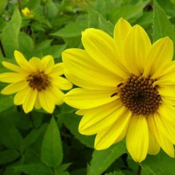 Helianthus decapetalus 'Triomphe de Gand'