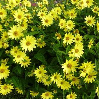 Helianthus 'Lemon Queen'