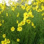 Helianthus salicifolius var. orgyalis - Zonnebloem - Helianthus salicifolius var. orgyalis