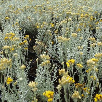 Helichrysum italicum - Kerrieplant