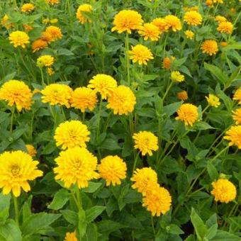 Heliopsis helianthoides var. scabra 'Asahi'