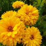 Heliopsis helianthoides 'Goldgefieder' - Zonneoog