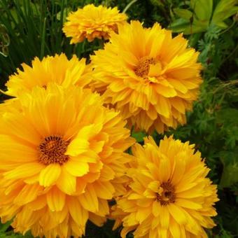 Heliopsis helianthoides 'Goldgefieder'