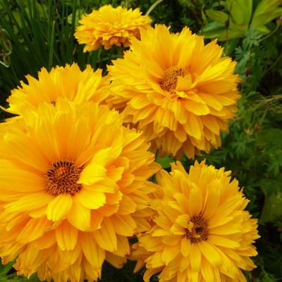 Zonneoog - Heliopsis helianthoides 'Goldgefieder'