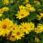 Heliopsis helianthoides 'Mars' - Zonneogen