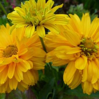 Heliopsis helianthoides ‘Summer Sun’