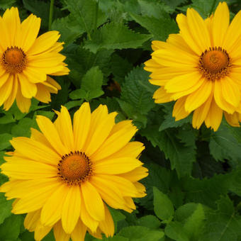 Heliopsis helianthoides 'Venus'