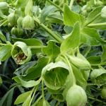 Helleborus foetidus 'Wester Flisk' - Stinkend nieskruid