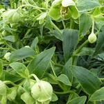 Helleborus foetidus 'Wilgenbroek' - Stinkend nieskruid