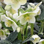 Helleborus x nigercors 'Anna' - Nieskruid