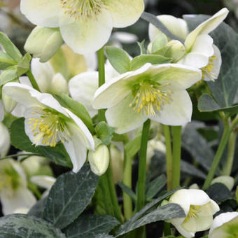 Helleborus x nigercors 'Anna'