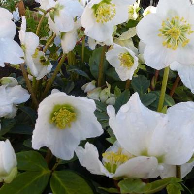 Helleborus niger - Kerstroos