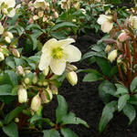 Helleborus x nigercors 'Candy Love' - Nieskruid