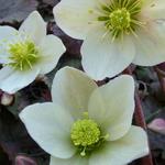 Helleborus x nigercors 'Emma' - Nieskruid