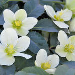 Helleborus x nigercors 'Snow Love' - Nieskruid