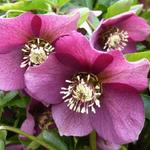 Helleborus orientalis 'Red LADY' - Nieskruid - Helleborus orientalis 'Red LADY'