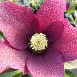 Helleborus orientalis 'Red Spotted' - Lenteroos