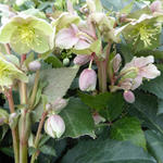 Helleborus x sternii - Nieskruid - Helleborus x sternii