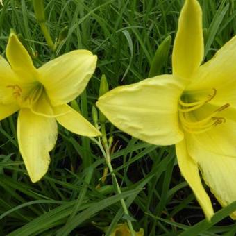 Hemerocallis altissima