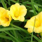 Daglelie - Hemerocallis citrina