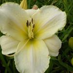 Hemerocallis 'Arctic Snow' - Daglelie