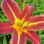 Hemerocallis 'Autumn Red' - Daglelie