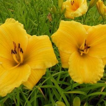 Hemerocallis 'Bakabana'