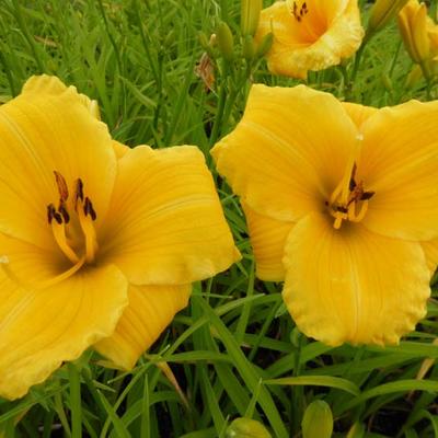 Daglelie - Hemerocallis 'Bakabana'