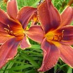 Hemerocallis 'Black Prince' - Daglelie