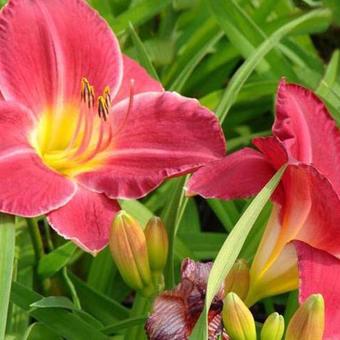 Hemerocallis 'Charles Johnston'