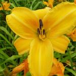 Hemerocallis 'Chicago Sunrise' - Daglelie