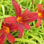 Hemerocallis 'Crimson Pirate' - Daglelie - Hemerocallis 'Crimson Pirate'