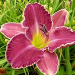 Hemerocallis 'David Kirchhoff' - Daglelie